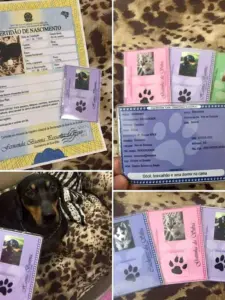 imagem_2025-07-08_000045294